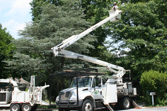 Utility Power Line Tree Clearing